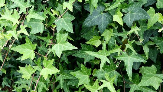 Die einfachste Lösung für eine Begrünung an absonnigen Standorten ist das flächendeckende Bepflanzen mit Efeu (abgebildet Hedera helix 'Sagittifolia').