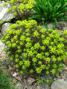 Zypressen-Wolfsmilch (Euphorbia cyparissias 'Clarice Howard') 