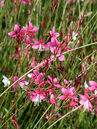 Prachtkerze (Gaura lindheimeri 'Siskiyou Pink') 