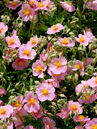 Sonnenröschen (Helianthemum 'Lawrenson's Pink') 