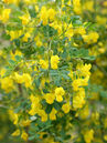 Strauchwicke (Hippocrepis emerus) 
