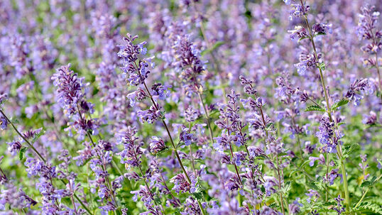Katzenminze (Nepeta faassenii) 