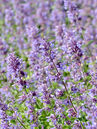 Katzenminze (Nepeta faassenii) 
