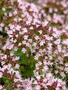 Oregano, Wilder Majoran (Origanum vulgare 'Compactum') Foto © PlantaPro