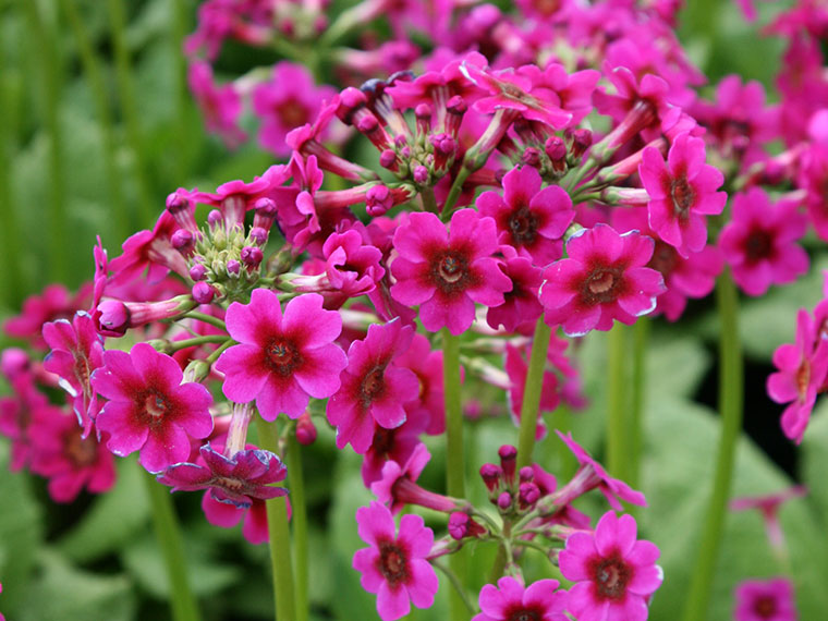 Wasser im Garten keine Frage der Grösse Hauenstein AG
