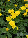 Caltha palustris