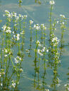 Hottonia palustris