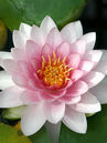 Nymphaea 'Rosennymphe'