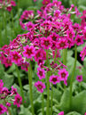 Primula japonica 'Millers Crimson' 