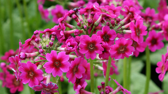 Primula japonica 'Millers Crimson' 