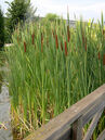 Typha latifolia