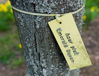  Deutsch-botanisches Namensverzeichnis 