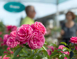 Gartenfragen und Antworten (FAQ)