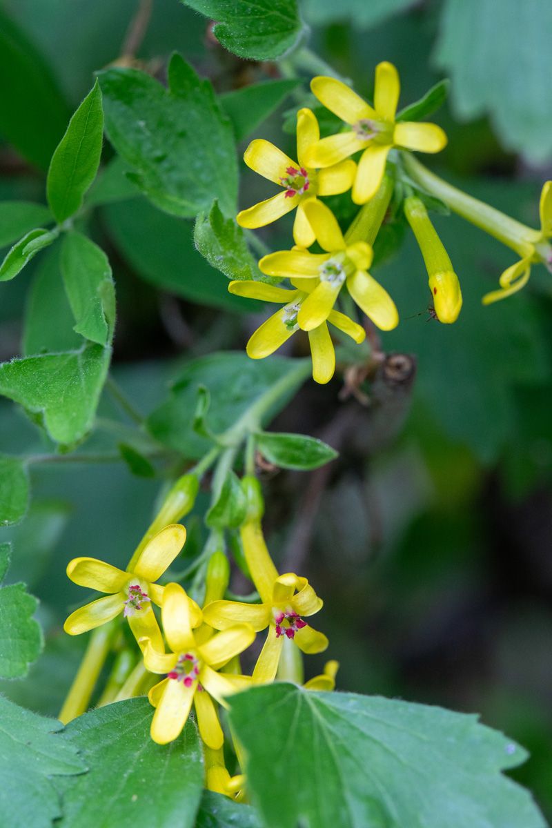 Goldjohannisbeere Goldjohannisbeere