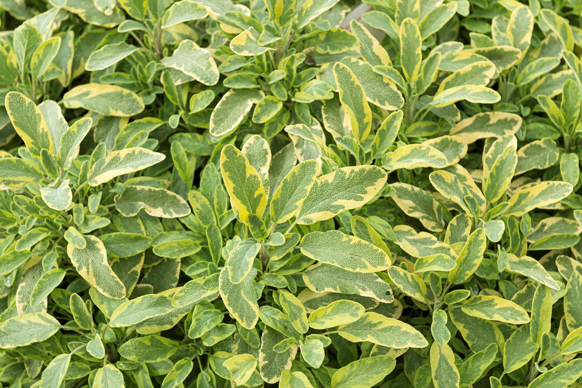 Goldsalbei Icterina Goldsalbei Icterina