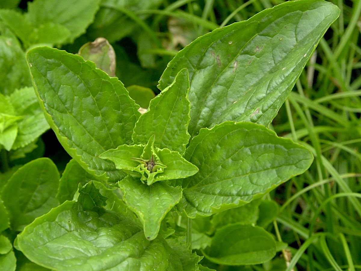 Gelbe Gauklerblume Gelbe Gauklerblume