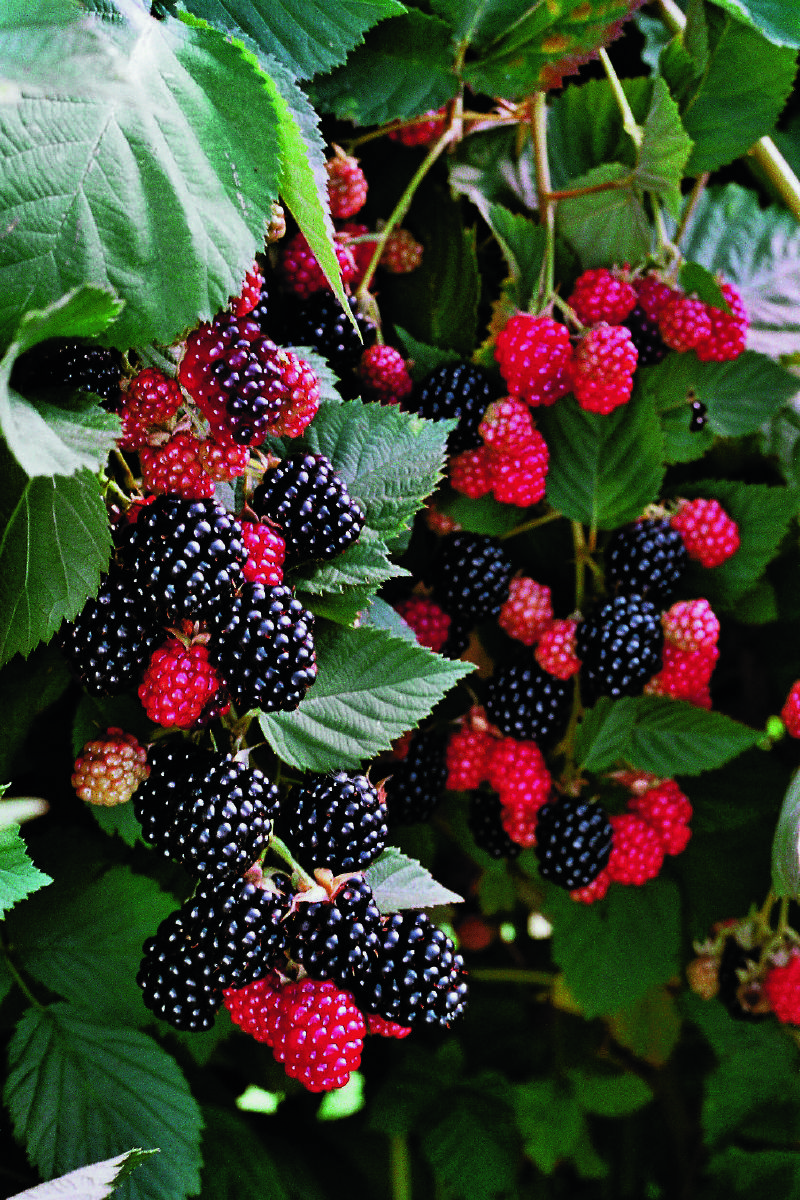 Chester Thornless Brombeere (stachellos) Chester Thornless Brombeere (stachellos)