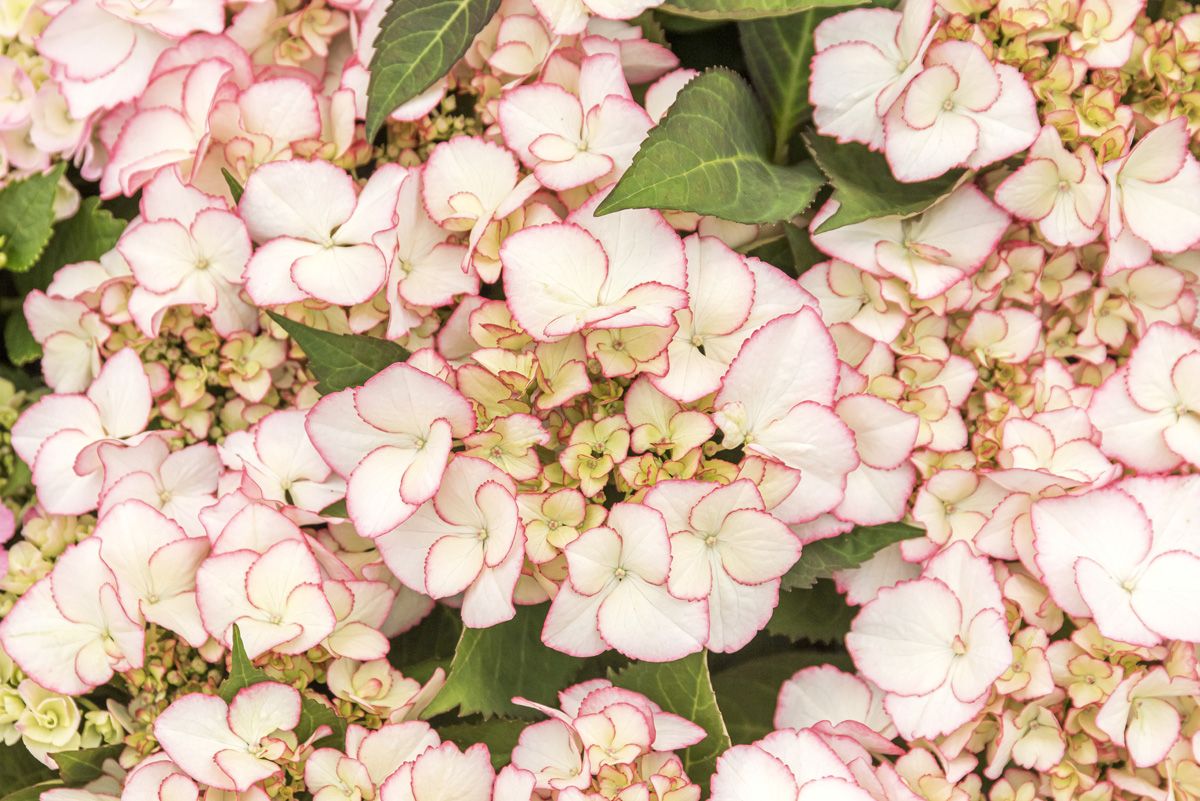 Gartenhortensie Love You Kiss