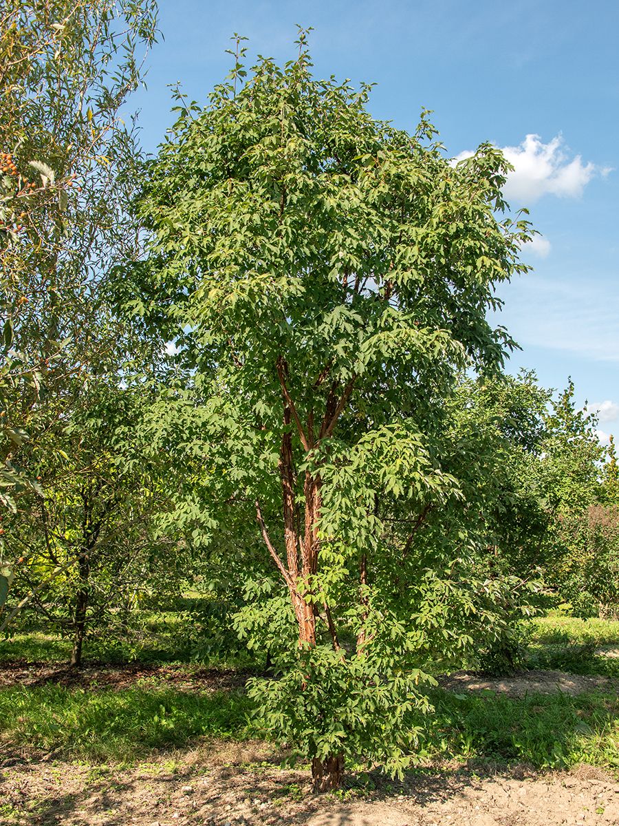 Zimtahorn