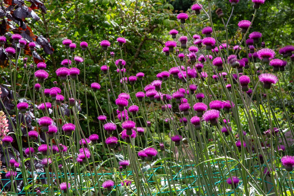 Bachkratzdistel