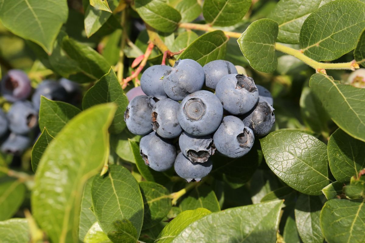 Heidelbeere Hortblue Petite®