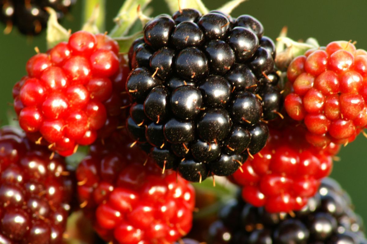 Chester Thornless Brombeere (stachellos) Chester Thornless Brombeere (stachellos)