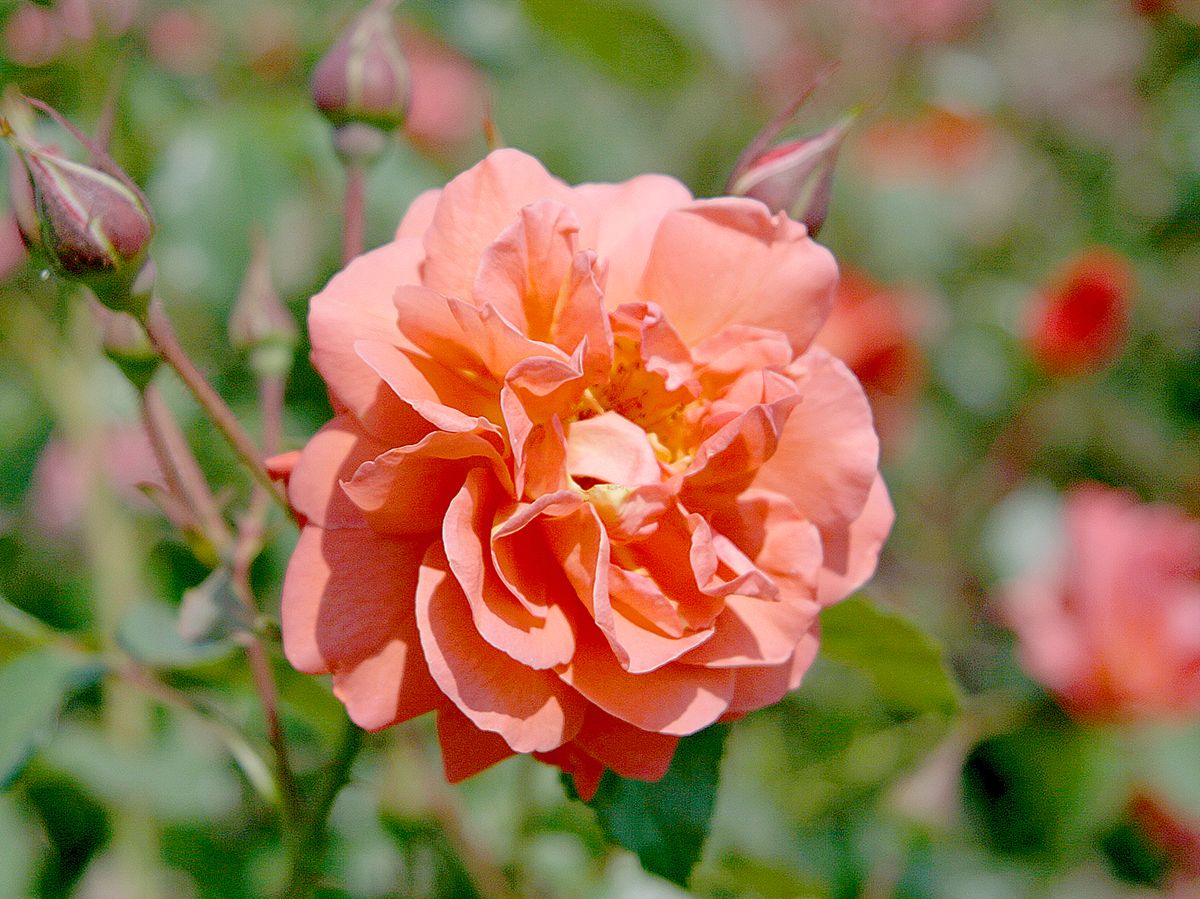 Westerland® ADR 1974 Strauchrose (öfter blühend, anspruchslos, starker Duft)