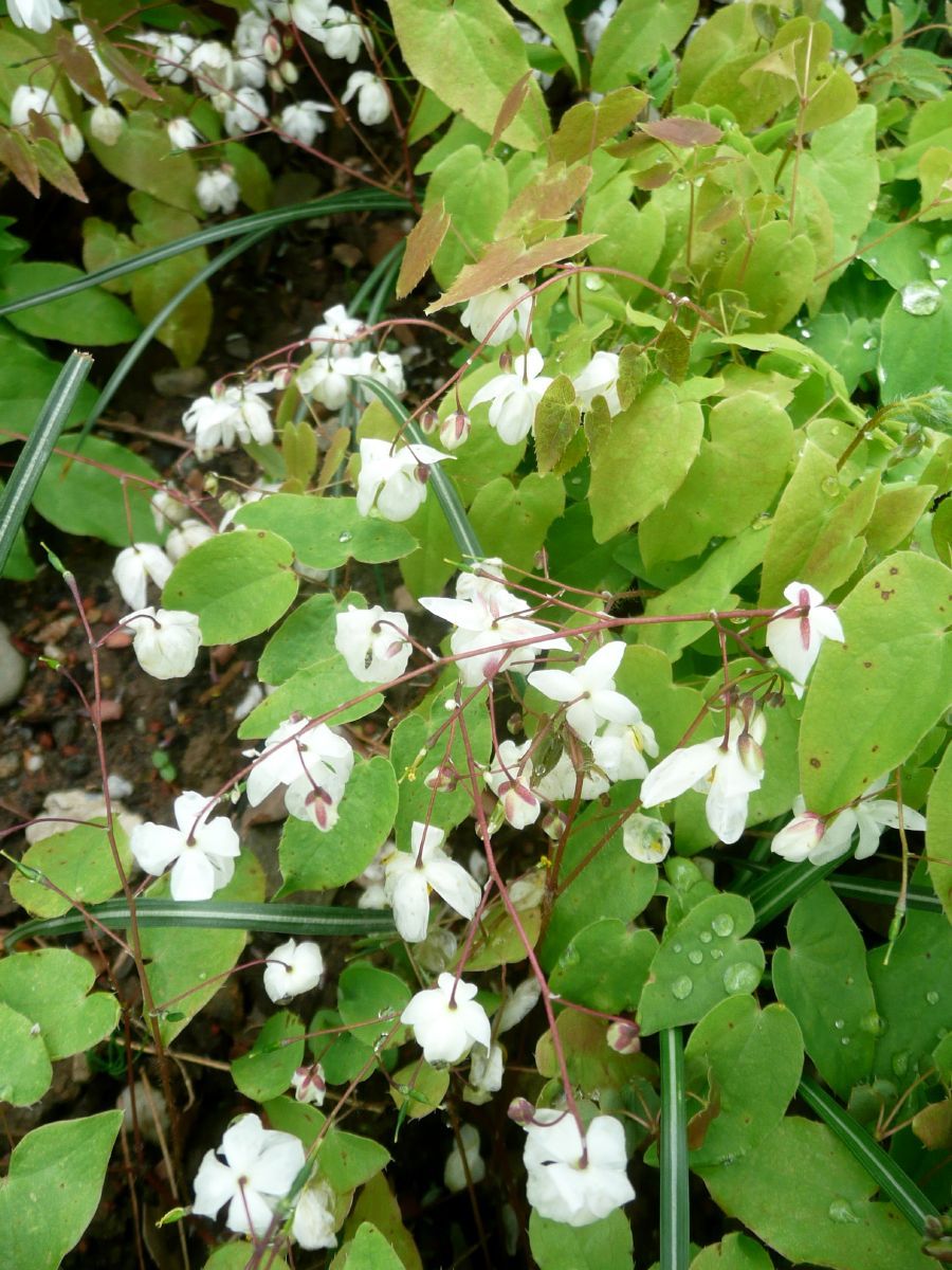 Elfenblume, Sockenblume Niveum