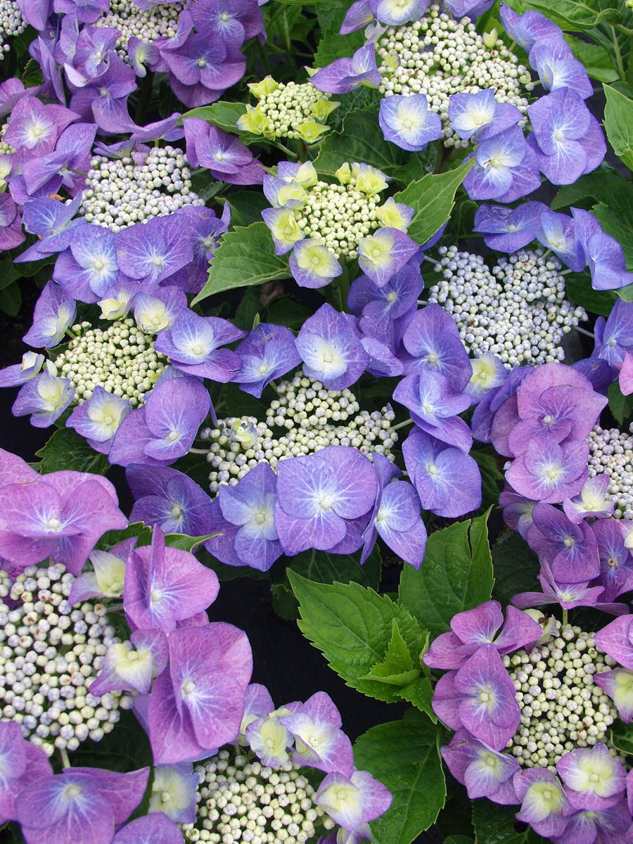 Gartenhortensie Blaumeise