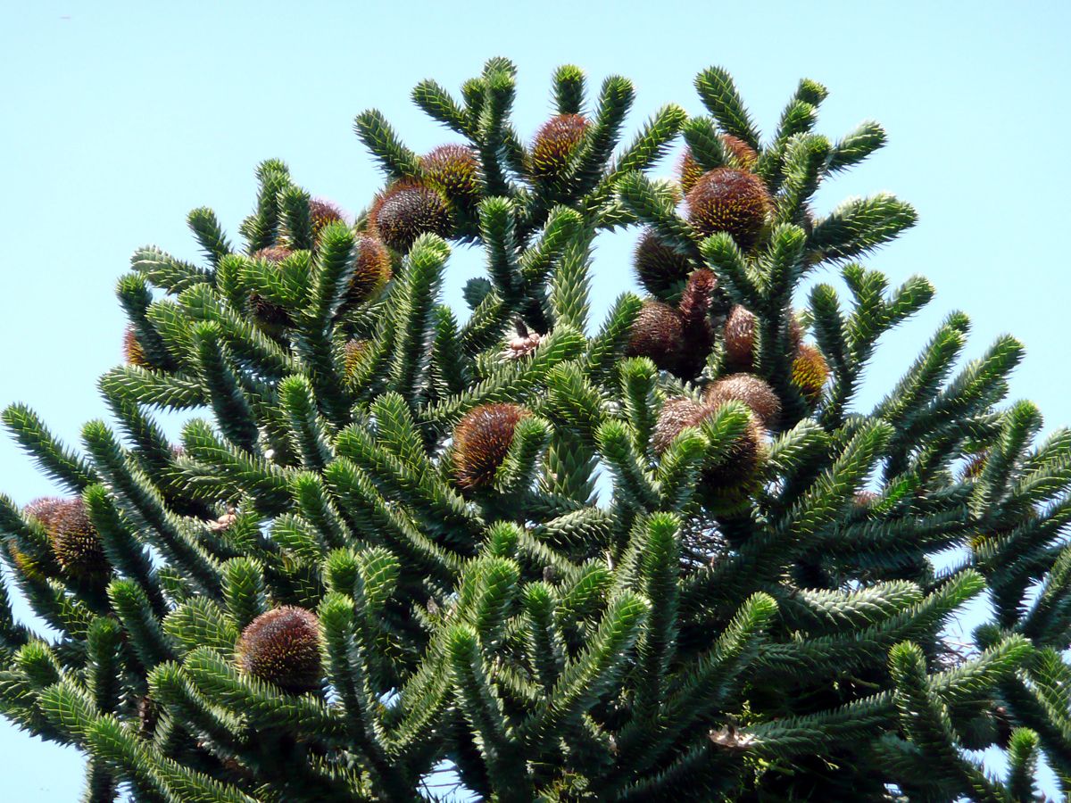 Araukarie Araukarie