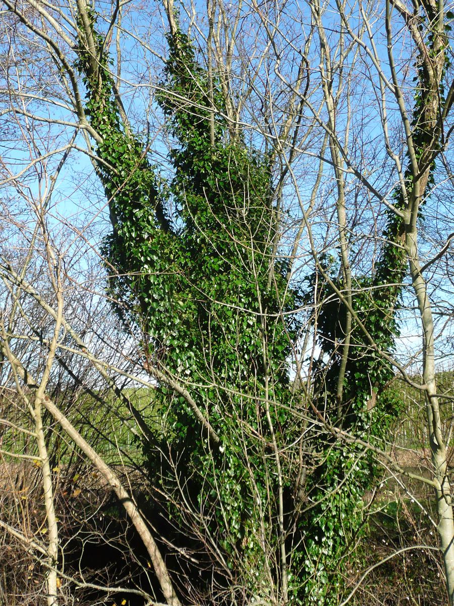 Strauchefeu Arborescent-Gruppe Strauchefeu Arborescent-Gruppe