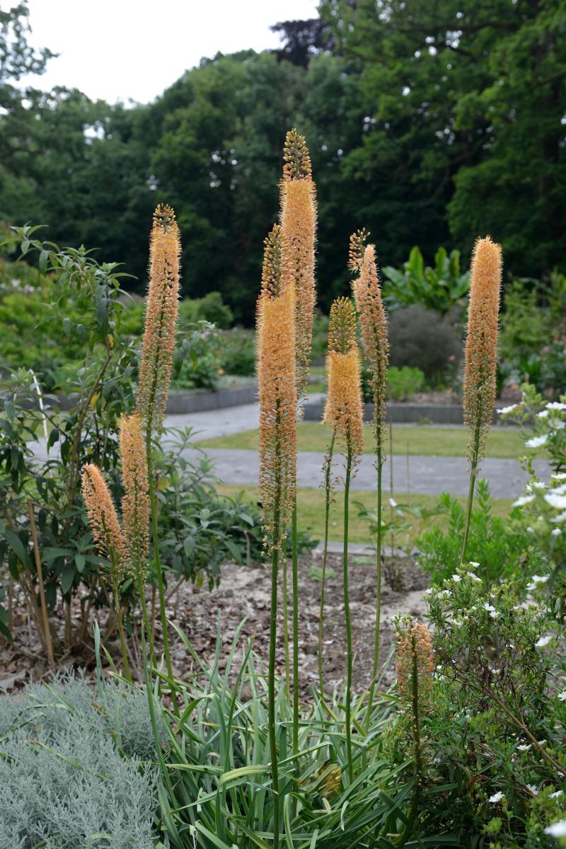 Steppenkerze, Lilienschweif Cleopatra