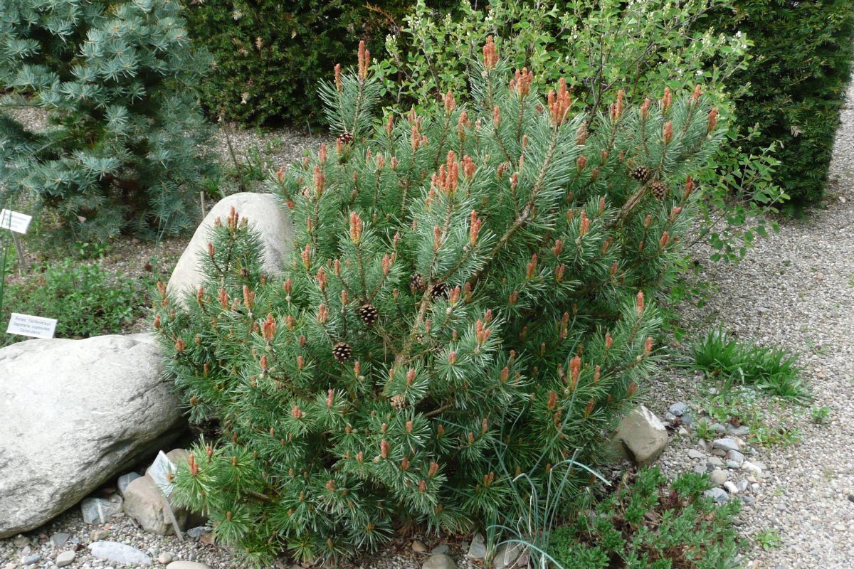 Zwergwaldföhre Saxatilis