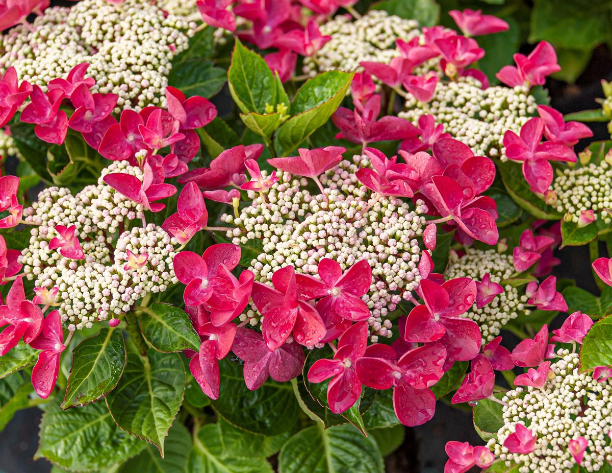 Gartenhortensie Kardinal Gartenhortensie Kardinal