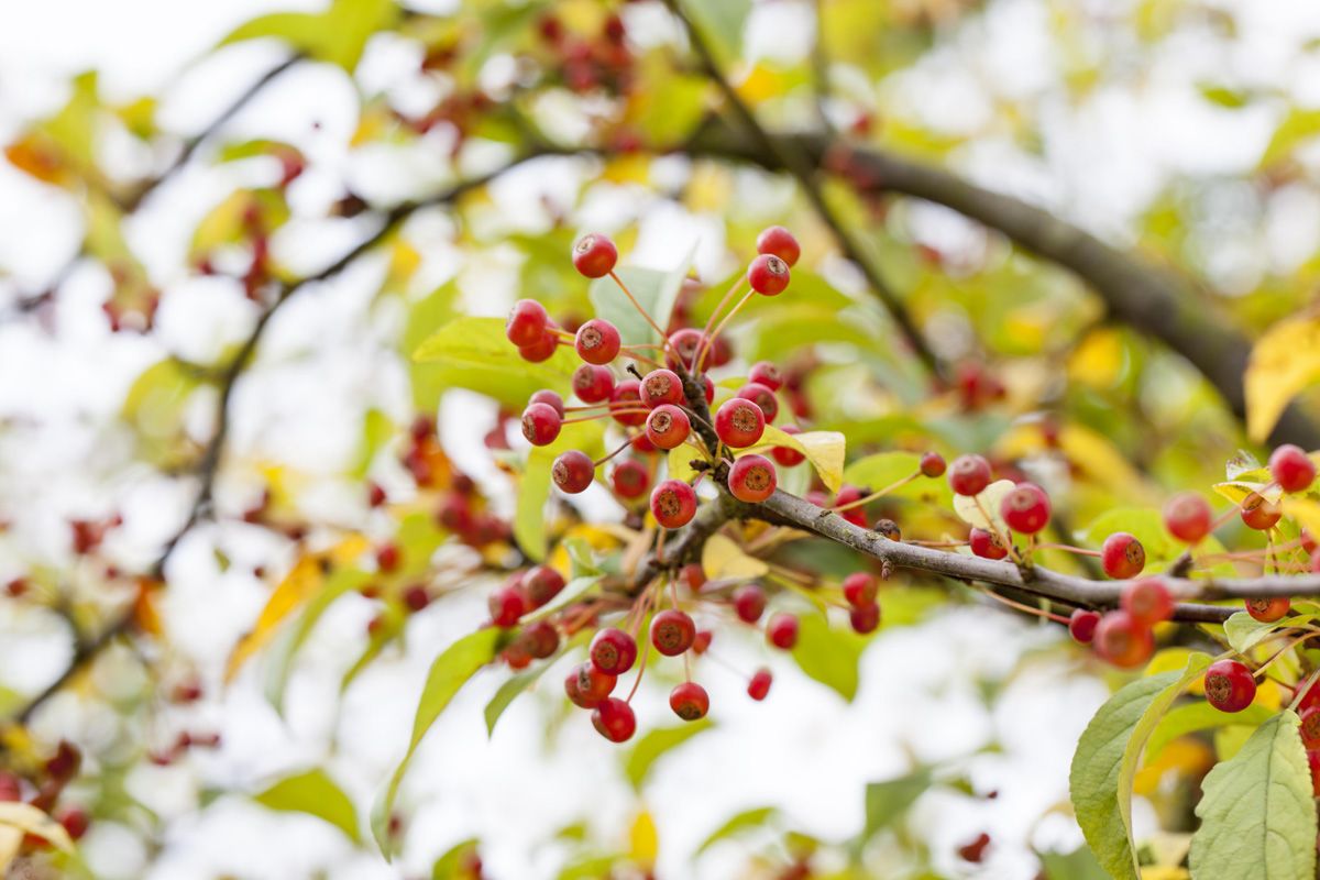 Zierapfel Sargentii Zierapfel Sargentii