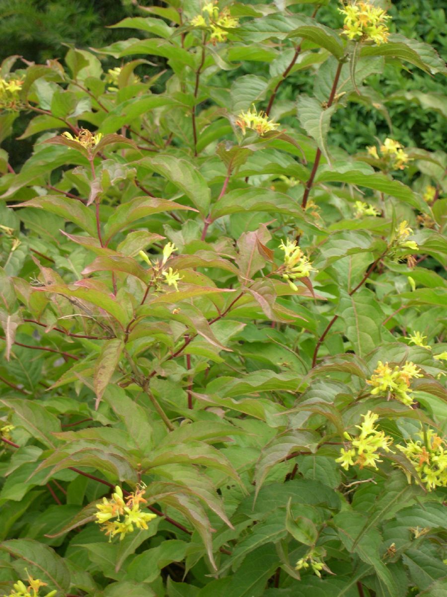 Buschgeissblatt Buschgeissblatt