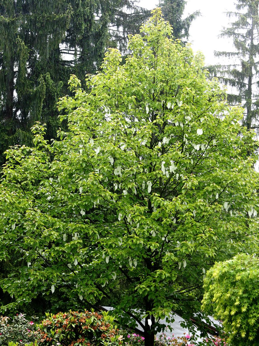 Taschentuchbaum, Taubenbaum Taschentuchbaum, Taubenbaum