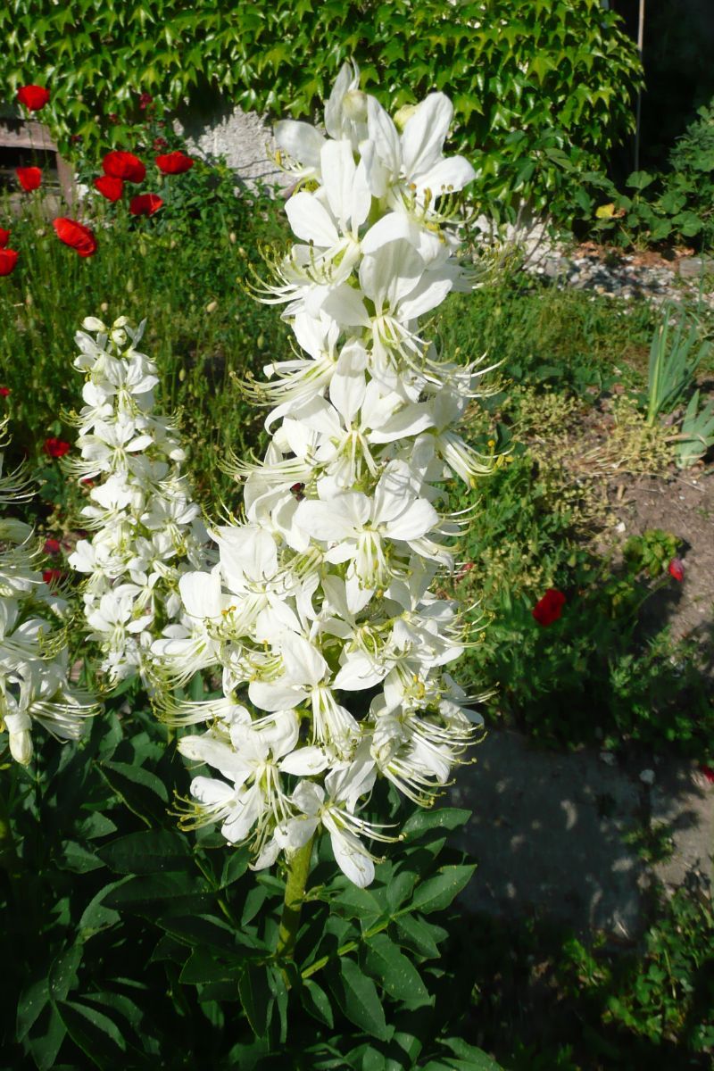 Diptam Albiflorus