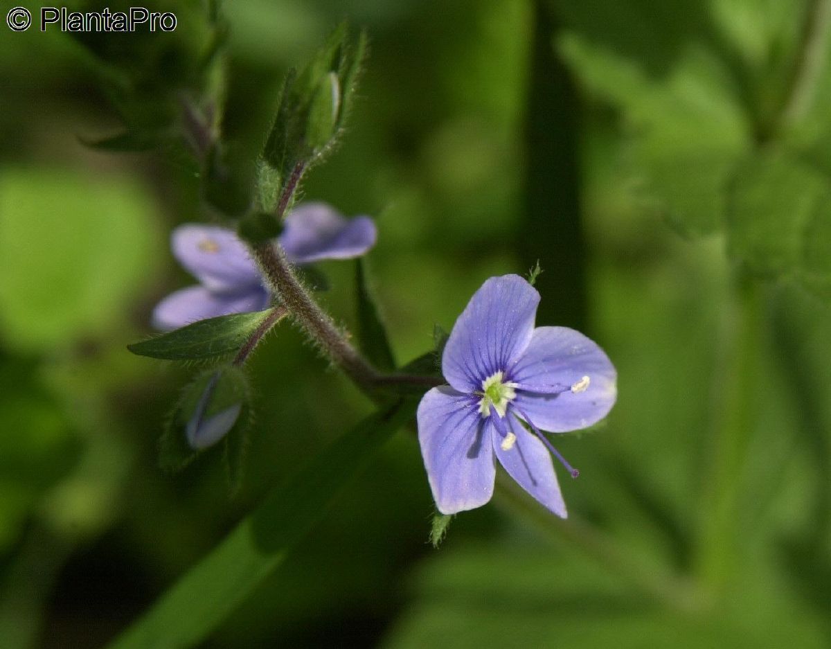 Gamander Ehrenpreis Gamander Ehrenpreis