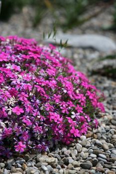 Teppichphlox,Teppichflammenblume Red Admiral