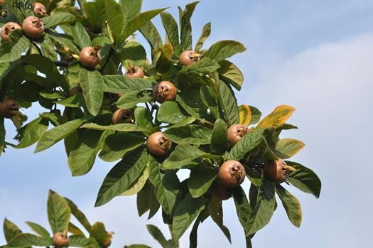 Grossfruchtige Mispel Macrocarpa
