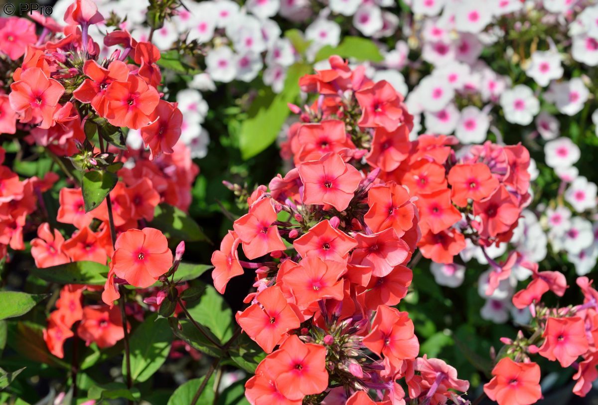 Flammenblume Orange Perfection Flammenblume Orange Perfection