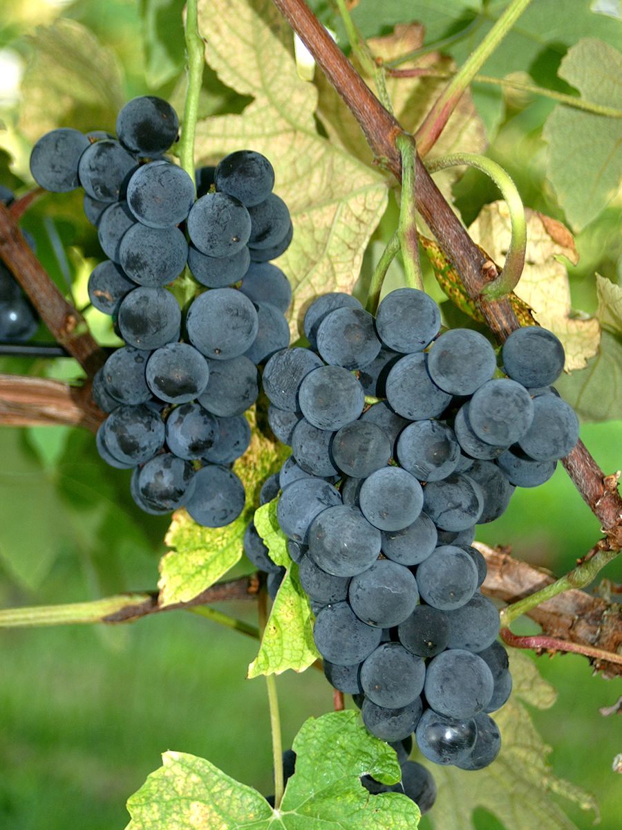 Magliasina Hausgartenrebe (anspruchslos, Americanorebe) Magliasina Hausgartenrebe (anspruchslos, Americanorebe)