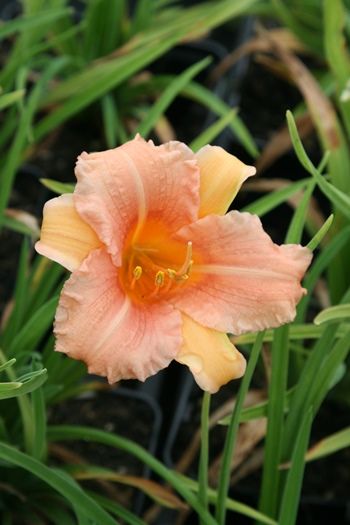 Taglilie EveryDayLily Pink Wing