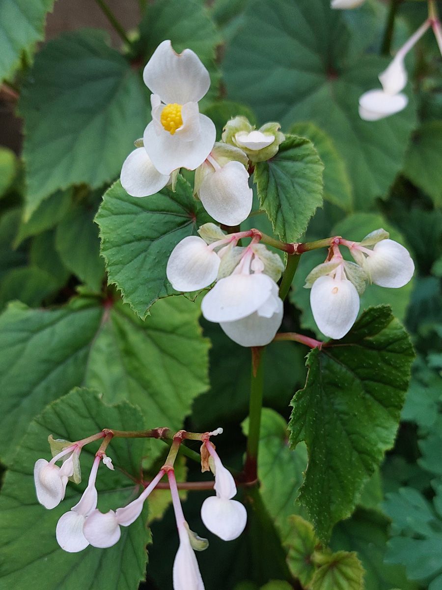 Staudenbegonie Alba