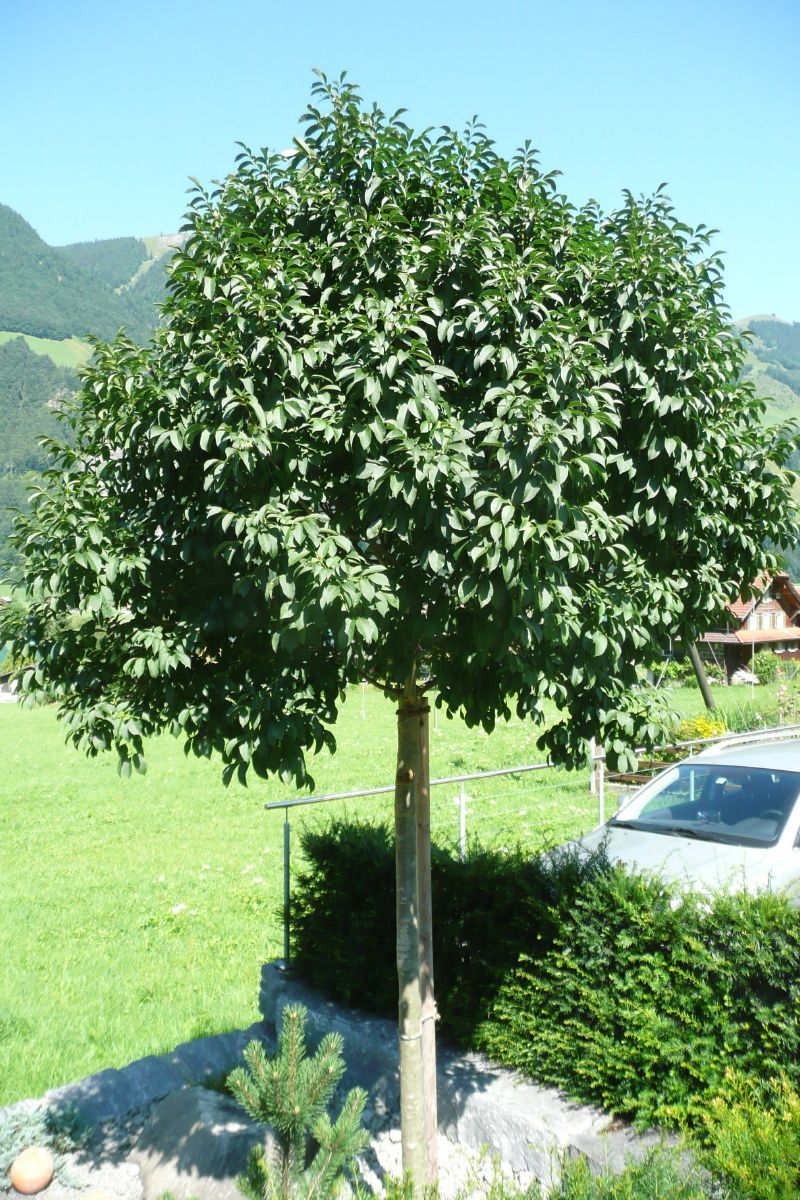 Kugelförmige Blumenesche Mecsek