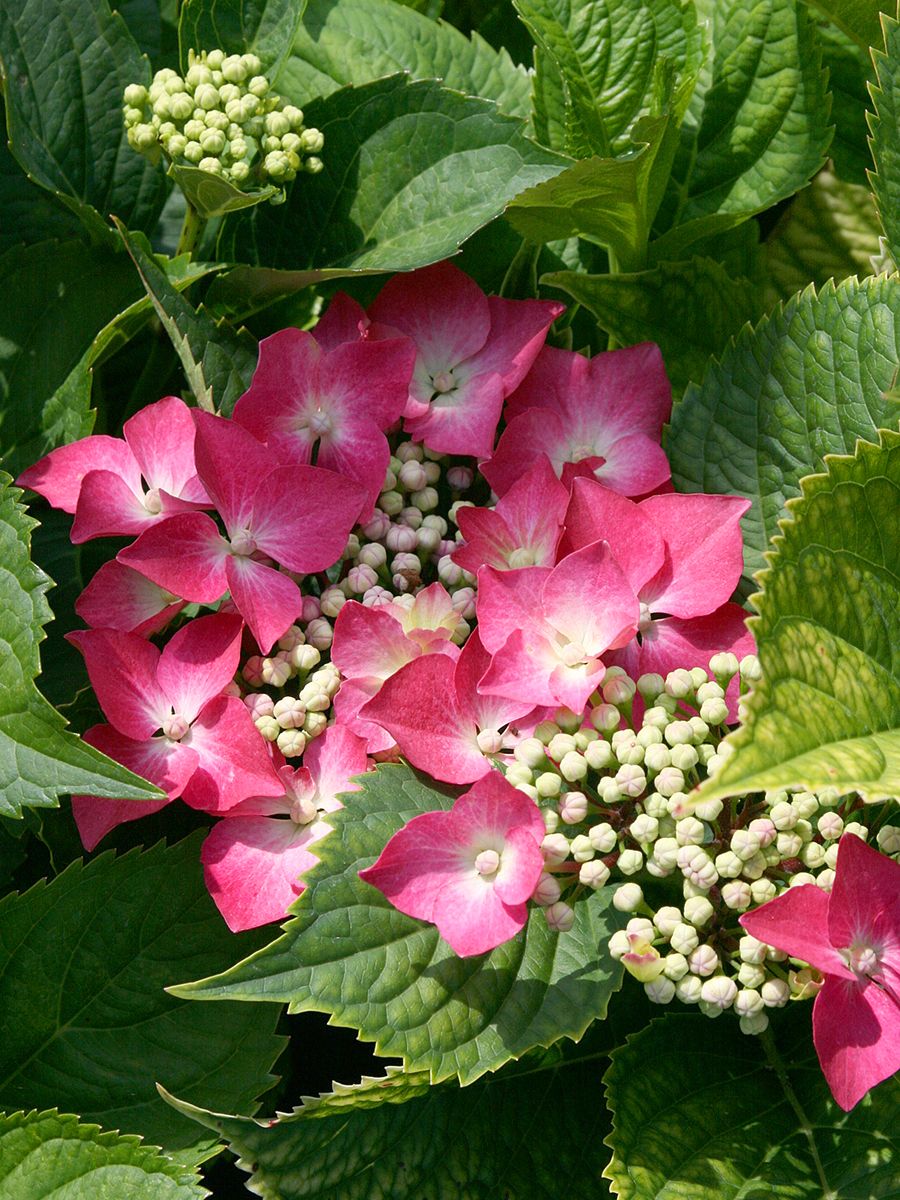 Gartenhortensie Kardinal