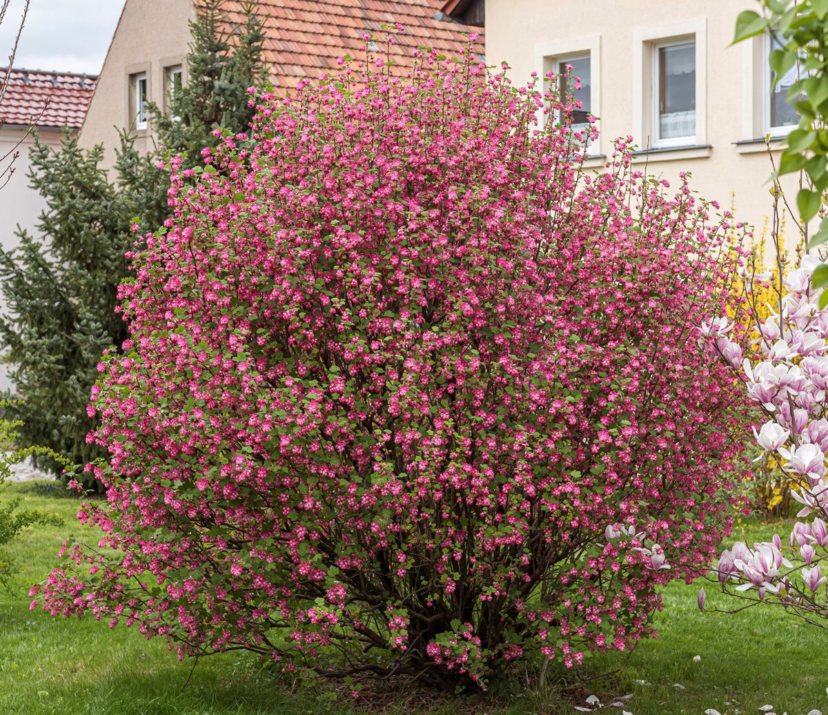 Blutjohannisbeere King Edward VII
