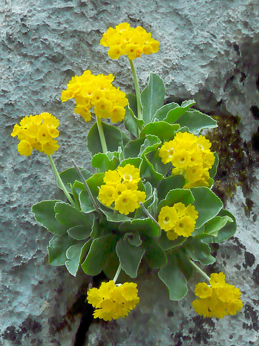 Alpenaurikel, Frühblümchen Alpenaurikel, Frühblümchen