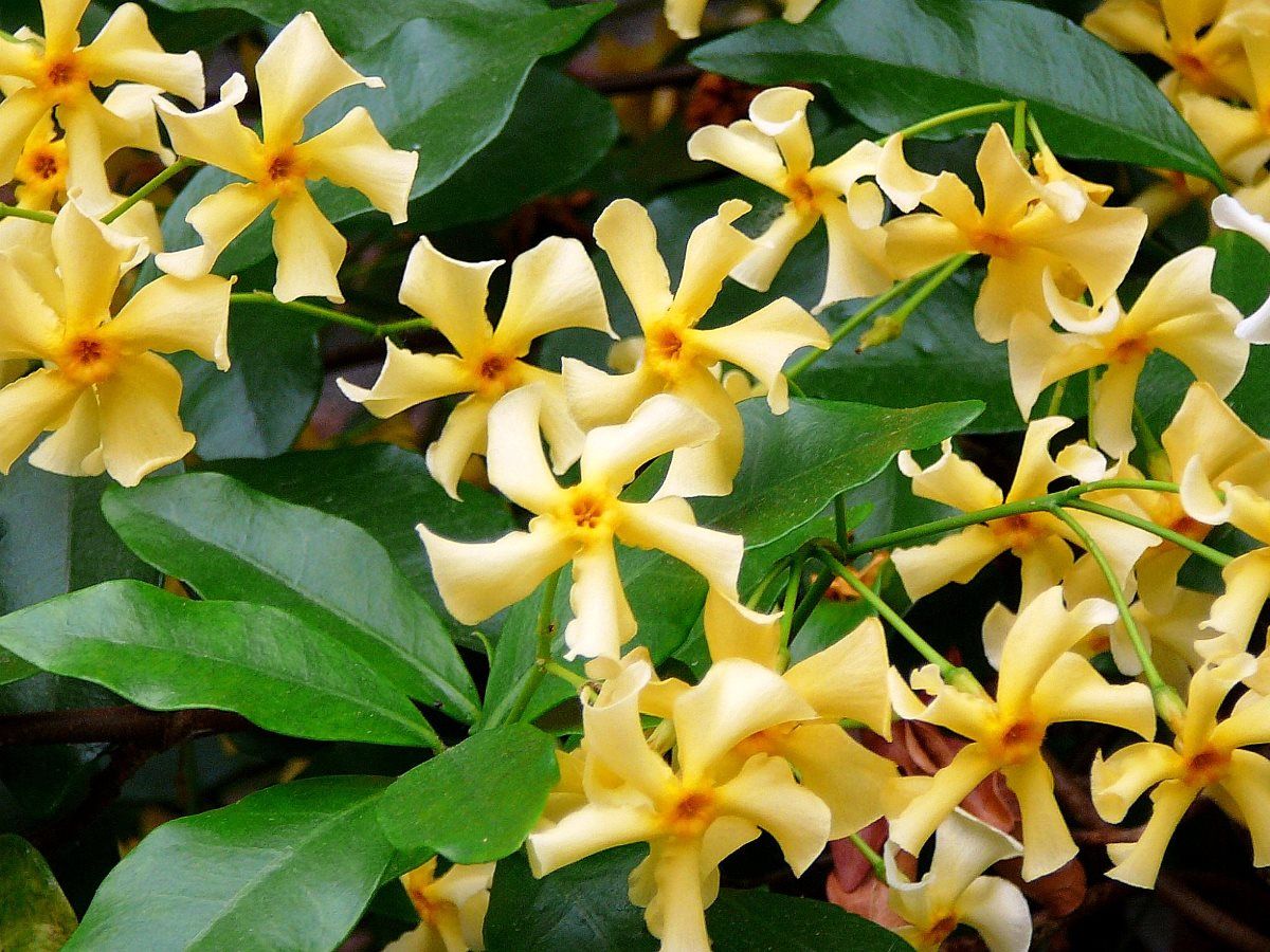 Sternjasmin Star of Toscane